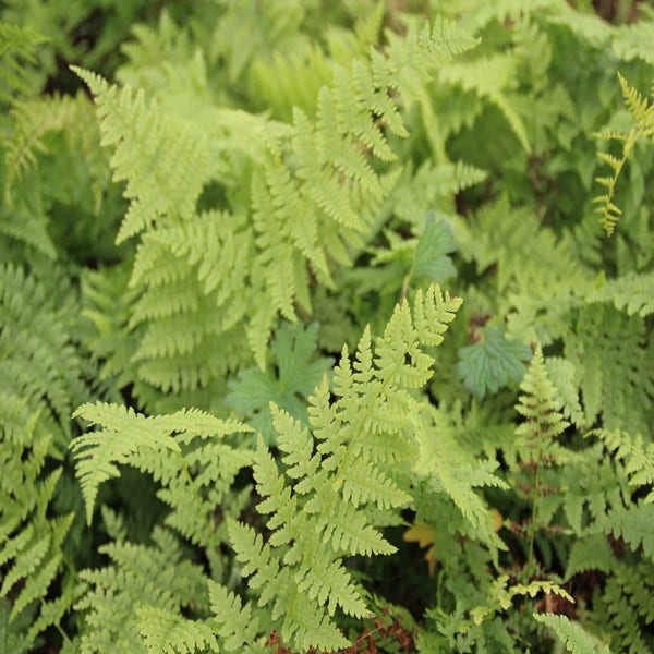 Athyrium filix-femina