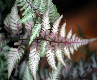 Frauenfarn (Athyrium niponicum 'Burgundy Lace')
