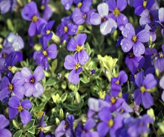 Blaukissen (Aubrieta 'Argenteovariegata')