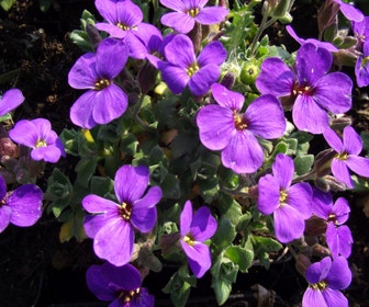 Blaukissen (Aubrieta 'Blaumeise')