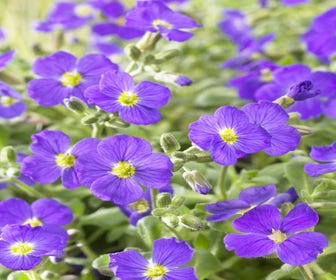 Blaukissen (Aubrieta 'Cascade Blue')