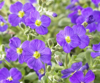 Blaukissen (Aubrieta 'Cascade Blue')