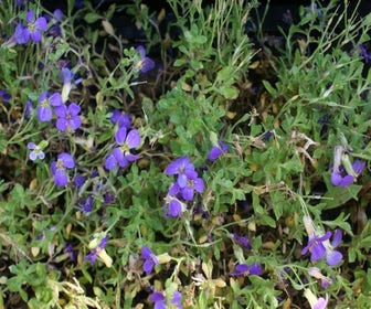 Blaukissen (Aubrieta 'Hamburger Stadtpark')