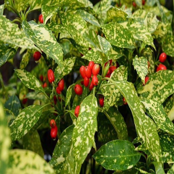 Brodbaum (Aucuba japonica 'Variegata')