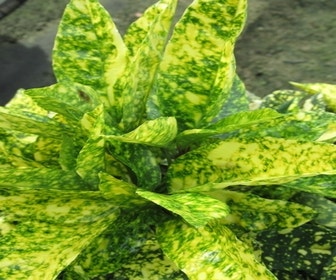 Brodbaum (Aucuba japonica 'Crotonifolia')