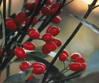 Brodbaum (Aucuba japonica 'Rozannie')