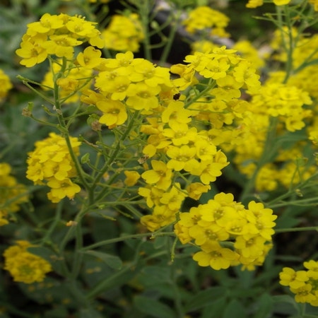 Schildkraut (Aurinia saxatilis 'Compacta')