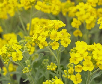 Schildkraut ('Aurinia saxatilis')