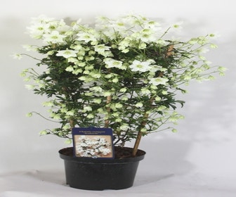Immergrüne Clematis (Clematis 'Avalanche')