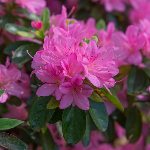 Rhododendron 'Geisha Pink' (Azalea)