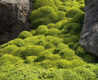 Azorella (Azorella trifurcata)