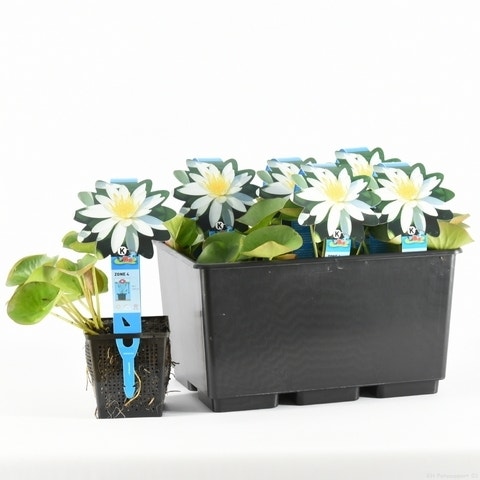 Nymphaea 'Odorata Alba'