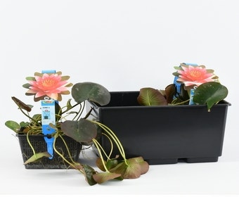 Seerose (Nymphaea 'Charles de Meurville')