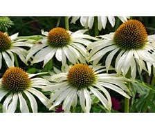 Sonnenhut (Echinacea purpurea 'Baby Swan White')