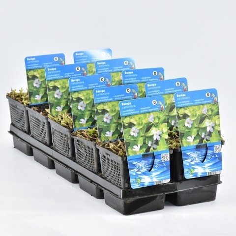 Wasserhyazinthe (Bacopa caroliniana)