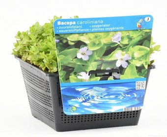 Wasserhyazinthe (Bacopa caroliniana)