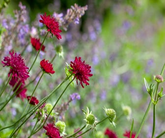 Bienenkrone (Knautia macedonica 'Mars Midget')