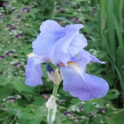 Schwertlilie (Iris 'Germanica-hybrid Empress of India')
