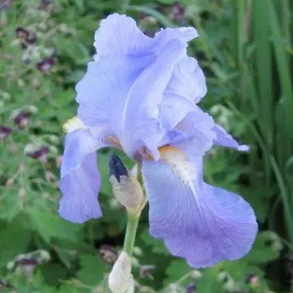 Schwertlilie (Iris 'Germanica-hybrid Empress of India')