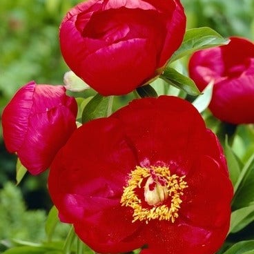 Pioenroos (Paeonia lactiflora Fabulous Flowers® 'Beautiful Red Belle')