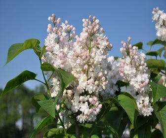 Flieder (Syringa vulgaris 'Beauty of Moscow')