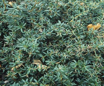 Sauerbeere (Berberis candidula)