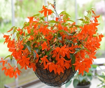 Begonie (Begonia bertinii)