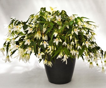 Begonia (Begonia Bertinii boliviensis 'Santa Barbara')
