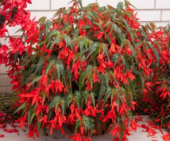 Begonia (Begonia Bertinii boliviensis 'Santa Cruz')