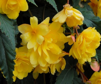 Hängebegonie (Begonia Pendula Cascade) gelb
