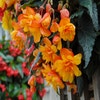 Hängebegonie (Begonia Pendula Cascade) orange
