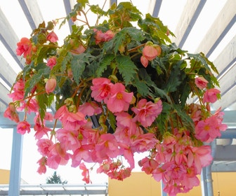 Hängebegonie (Begonia Pendula Cascade) rosa
