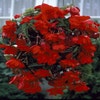 Hängebegonie (Begonia Pendula Cascade) rot