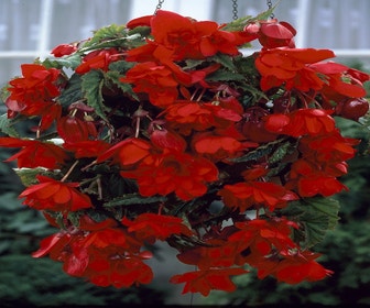 Hängebegonie (Begonia Pendula Cascade) rot