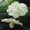 Hängebegonie (Begonia Pendula Cascade) weiß