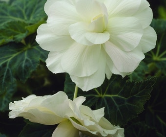 Hängebegonie (Begonia Pendula Cascade) weiß
