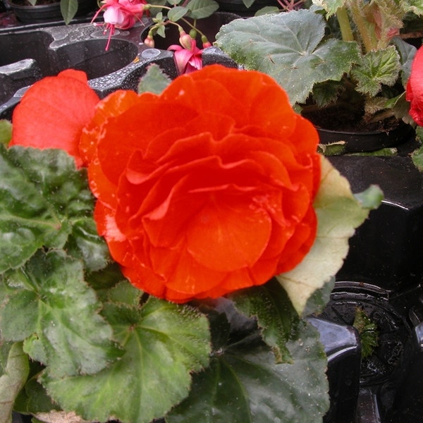 Knolbegonia Begonia grandiflora oranje