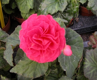 Begonia gefüllt großblumig (Begonia grandiflora) rosa