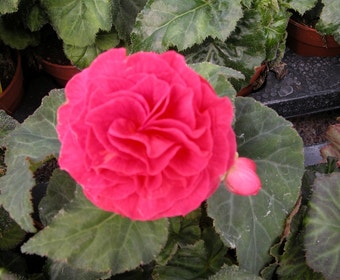 Begonia gefüllt großblumig (Begonia grandiflora) rosa