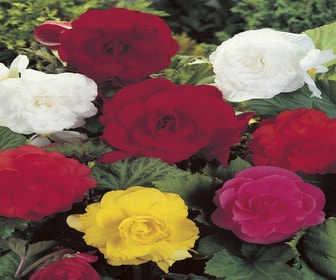 Begonie gefüllt großblumig (Begonia grandiflora) Mix