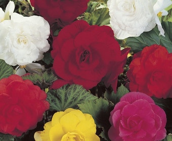 Begonie gefüllt großblumig (Begonia grandiflora) Mix