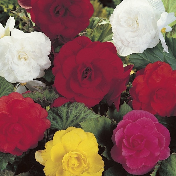 Begonie gefüllt großblumig (Begonia grandiflora) Mix