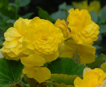 Begonia gefüllt großblumig (Begonia grandiflora) gelb