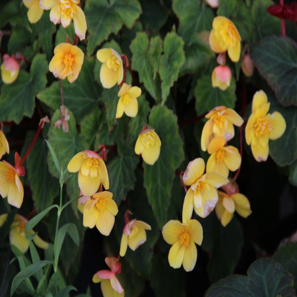 Begonia (Begonia multiflora 'Frau Hélène Harms')