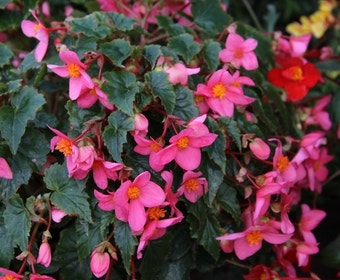 Begonia (Begonia multiflora 'La Madelon')