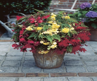 Hängebegonie (Begonia Pendula Cascade) mix