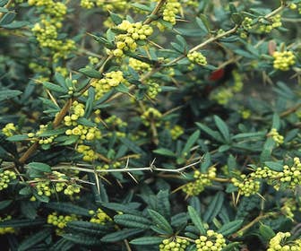 Sauerbeere (Berberis julianae)
