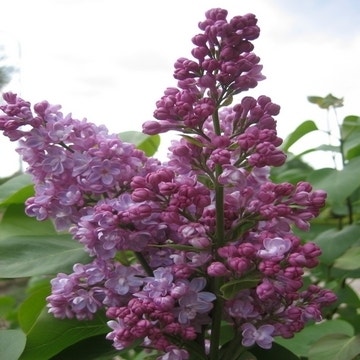 Sering op stam (Syringa 'Belle de Nancy')