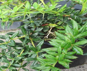 Sauerbeere (Berberis frikartii 'Telstar')