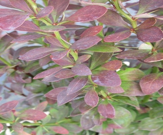 Sauerbeere (Berberis 'Red Rocket')